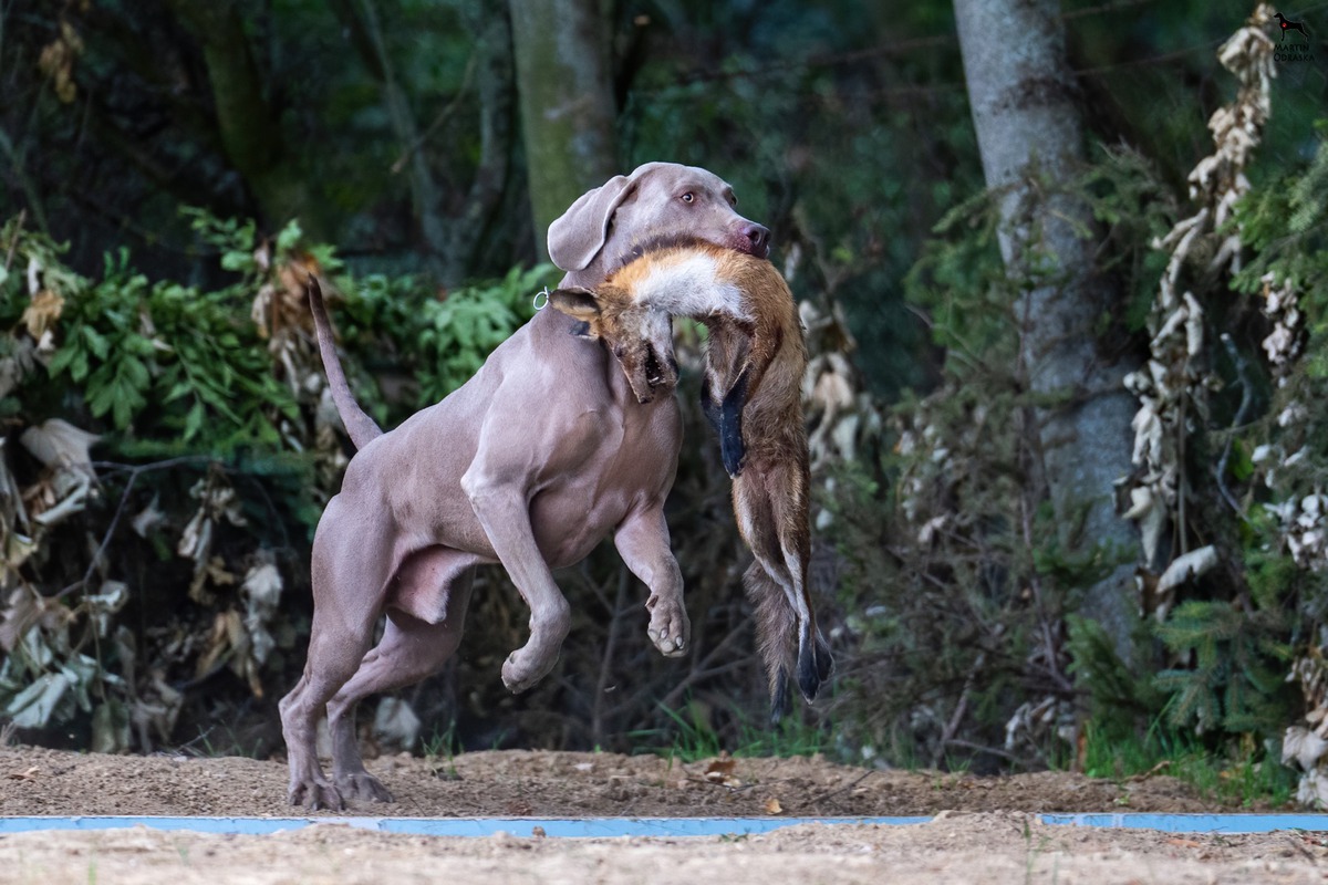 Image of Cis from Schwarzenberk Park