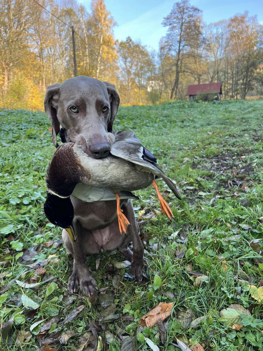 Image of Catching Fire Emerald Marvel