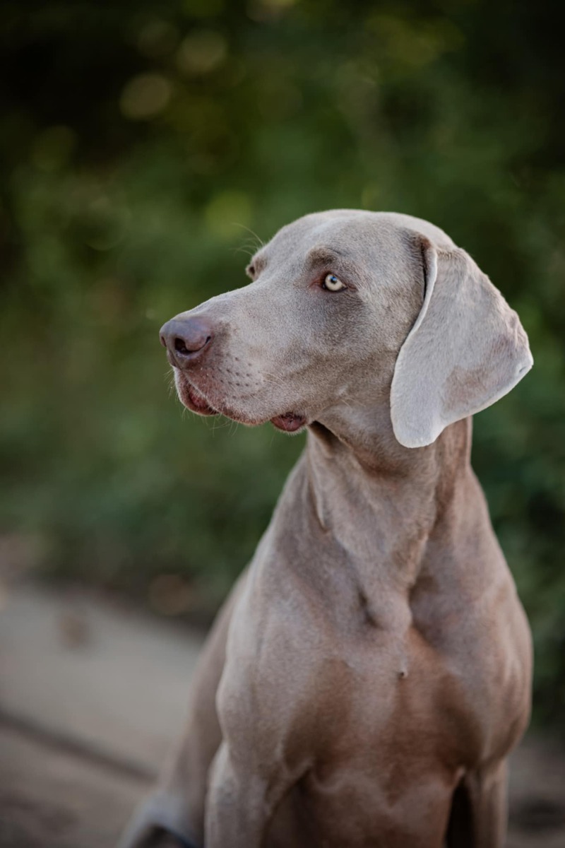 Image of Carmelo z Milicovskych lesu a haju