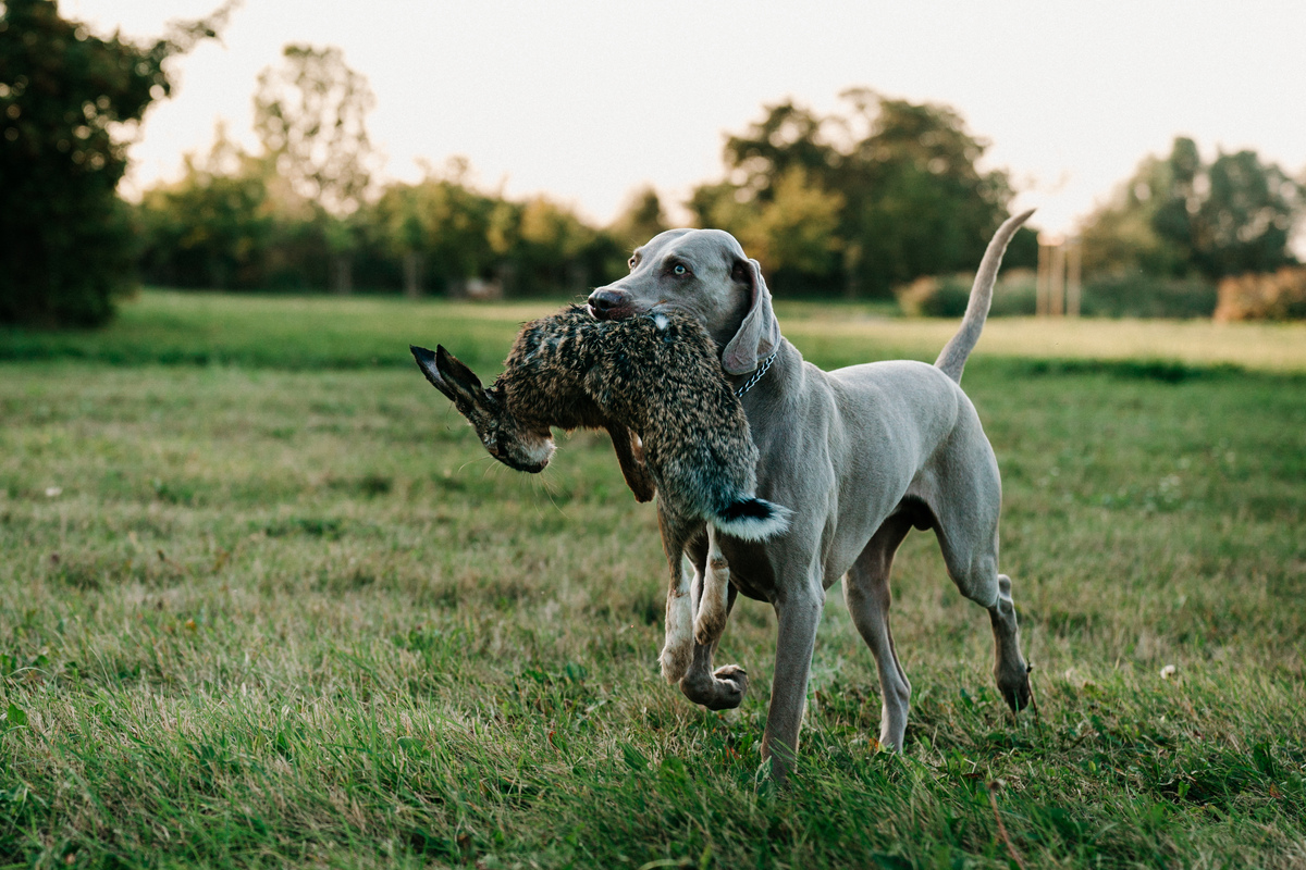 Image of A Touch of Fame Emerald Marvel