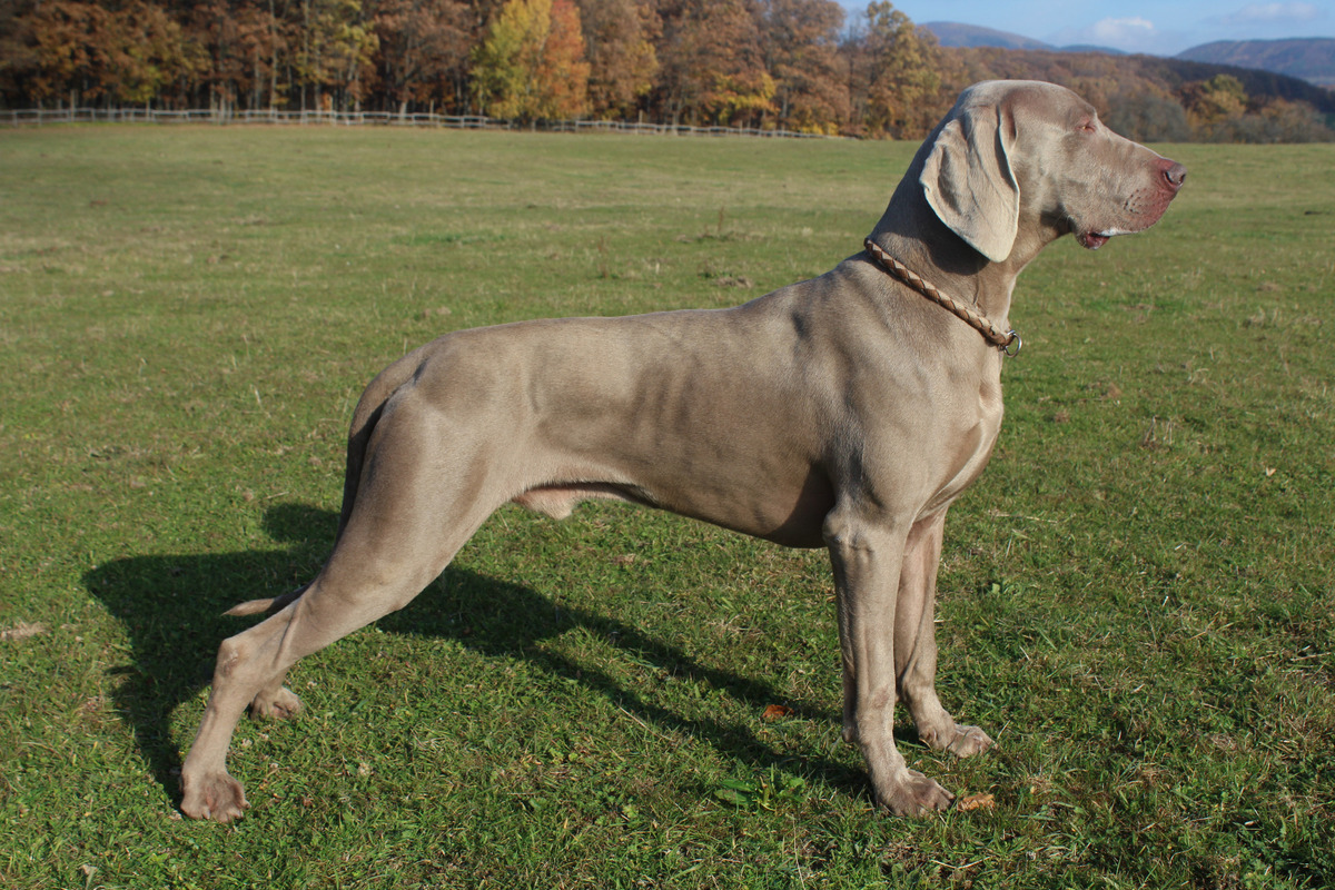 Image of Cis from Schwarzenberk Park