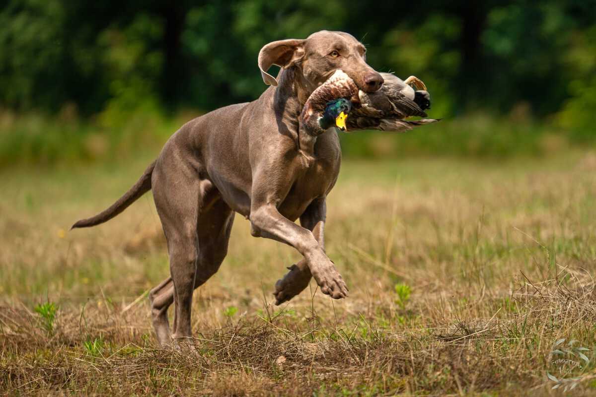 Image of Aura od Mlynske Cidliny