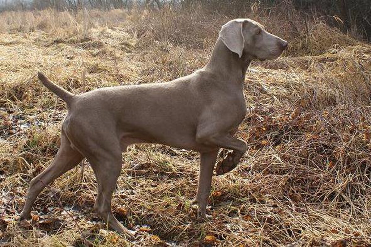 Image of Frisz A-Awa Duma Kazana