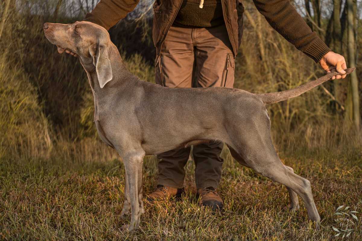 Image of Aura od Mlynske Cidliny