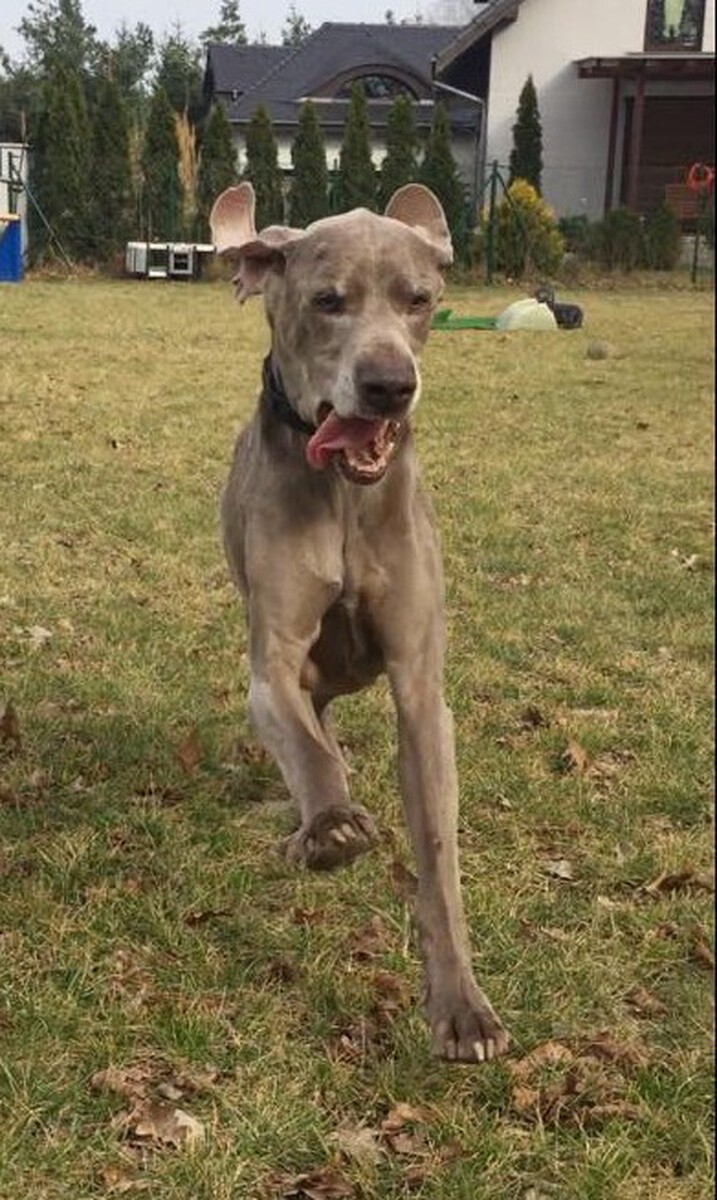 Image of Azan z Gajowega Rodu