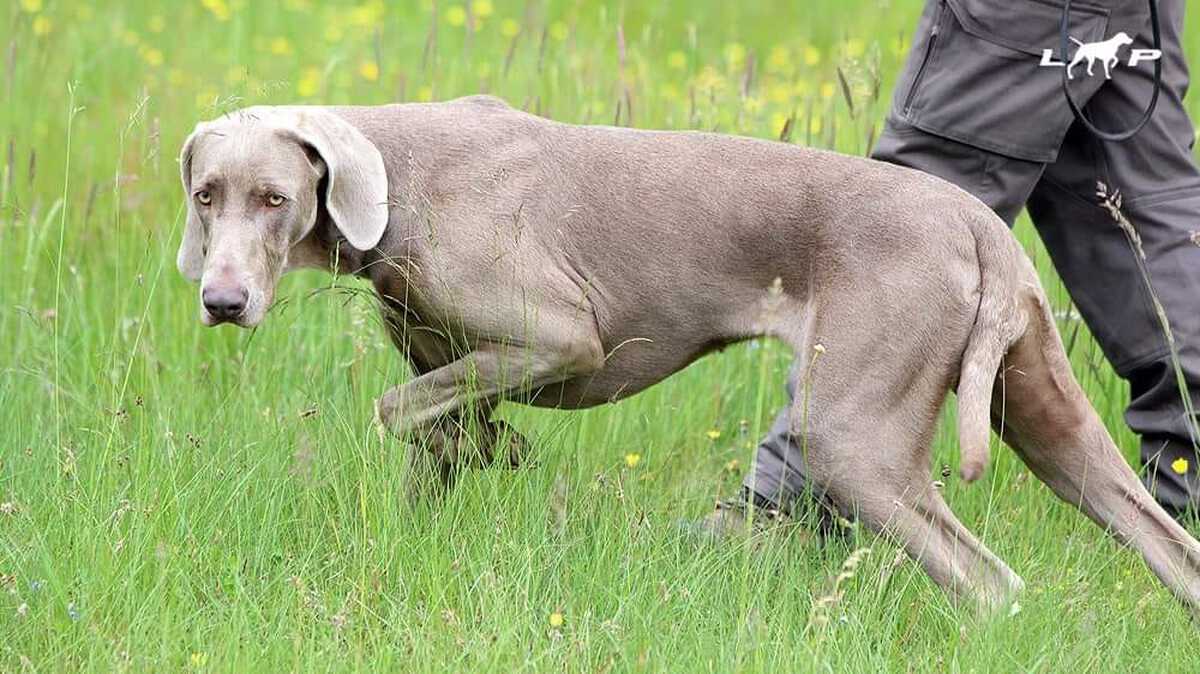 Image of Aura od Mlynske Cidliny