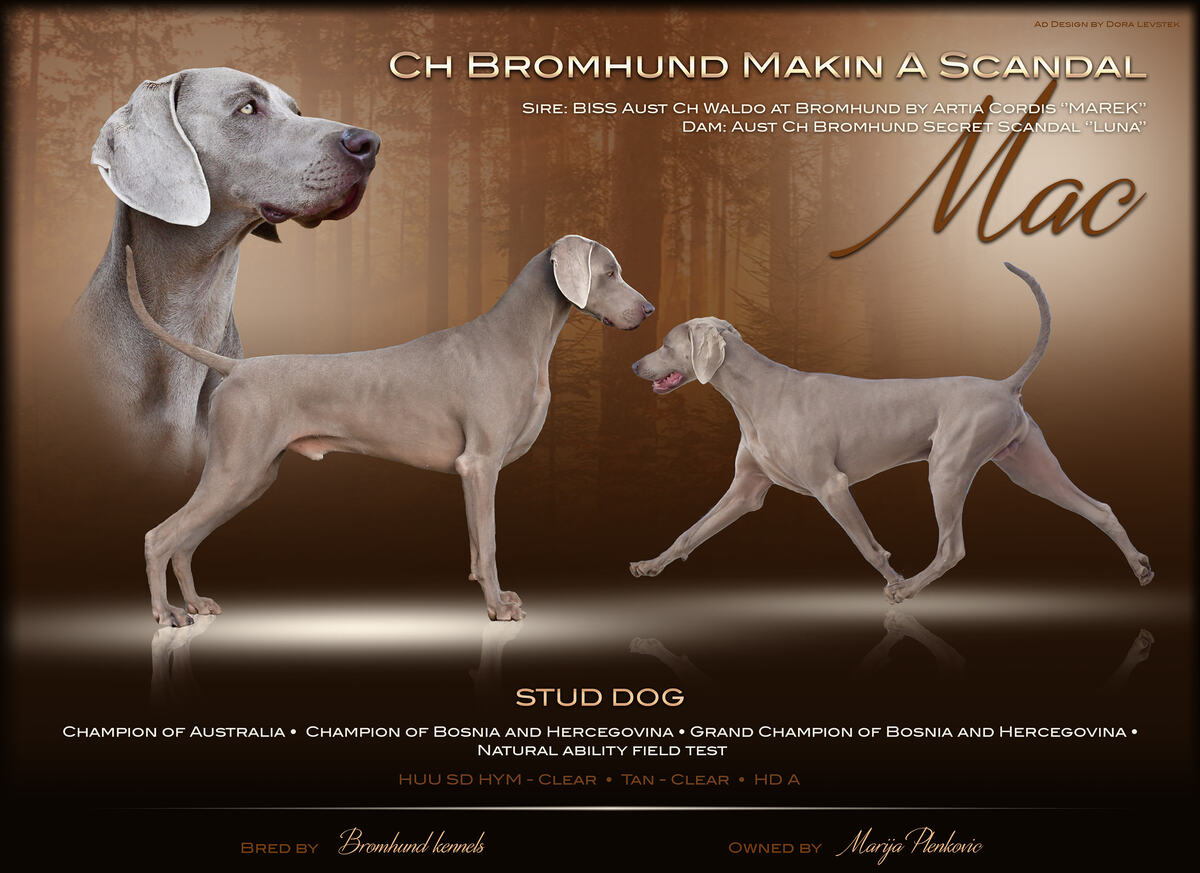 Image of Bromhund Makin A Scandal