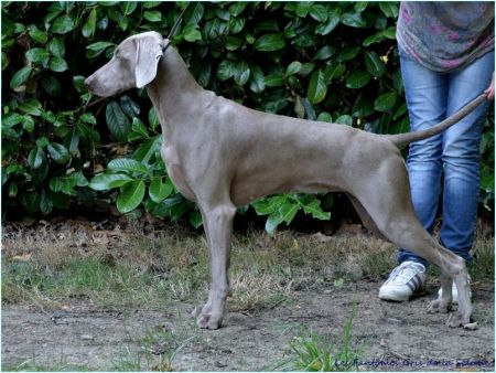 Image of Hyona des Fantomes Gris de la Selune