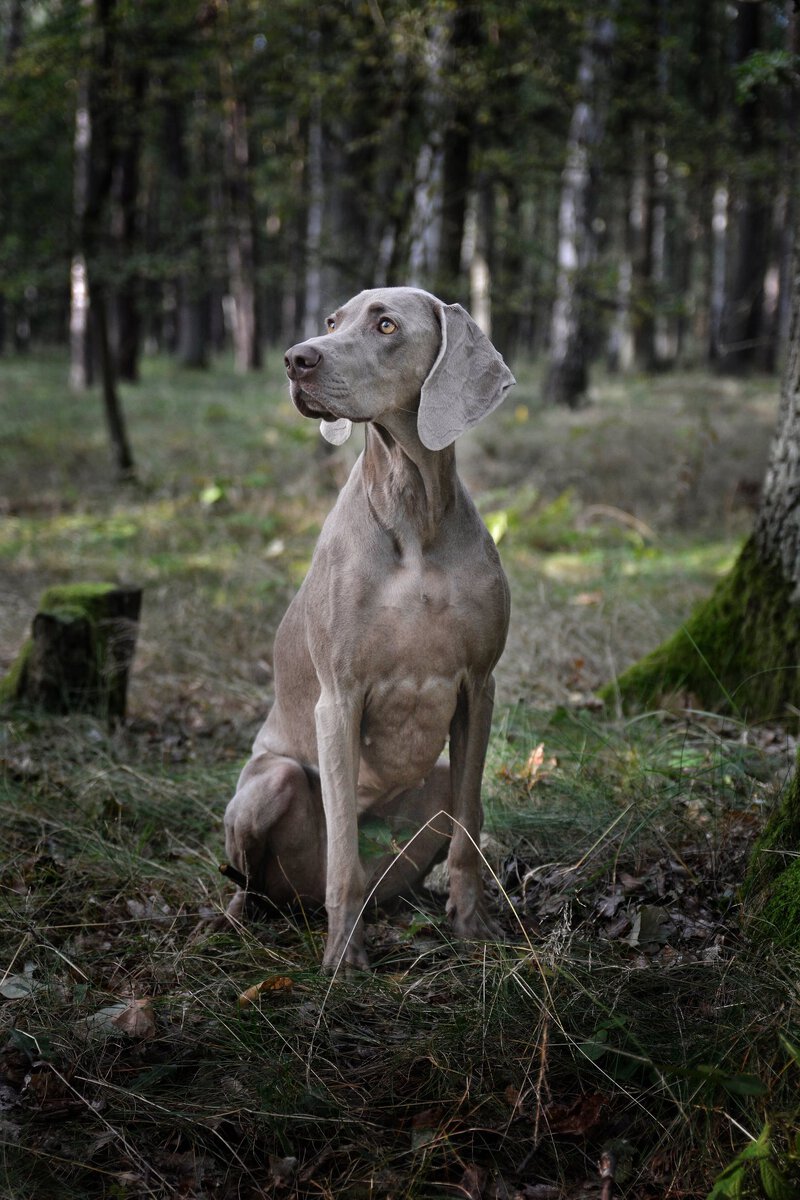 Image of B'Aussie D'Argento Suerte
