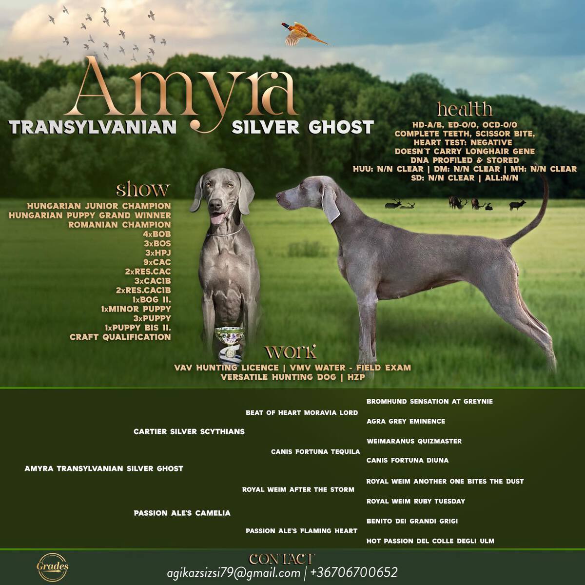 Image of Amyra Transylvanian Silver Ghost