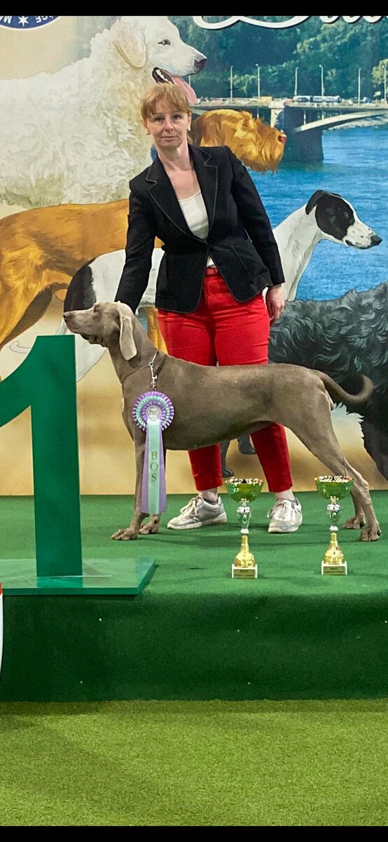 Image of Amyra Transylvanian Silver Ghost