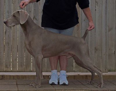 Image of Nani's Graysong Jackpot