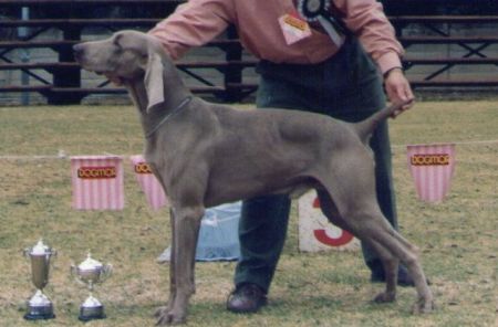 Image of Konigsberg Ambassador at Stahlberg