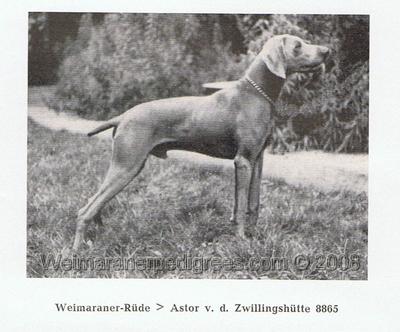 Image of Astor von Zwillingshute