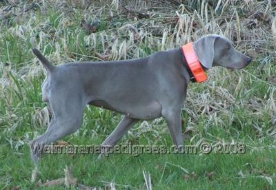 Image of Regen's Ready to Rock