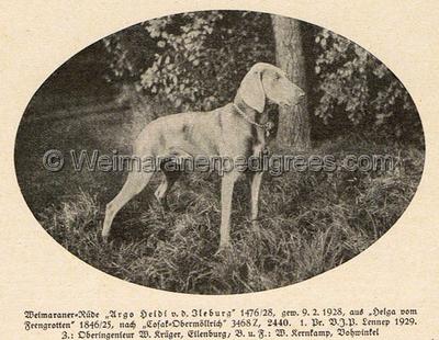 Image of Argo-Heidi von der Ileburg