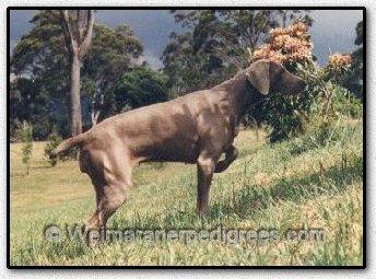 Image of Greyghost Khameleon