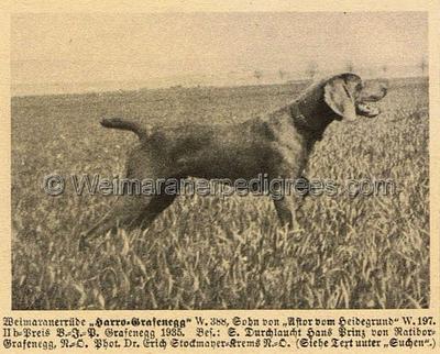 Image of Harro-Grafenegg