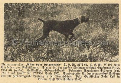 Image of Astor vom Heidegrund