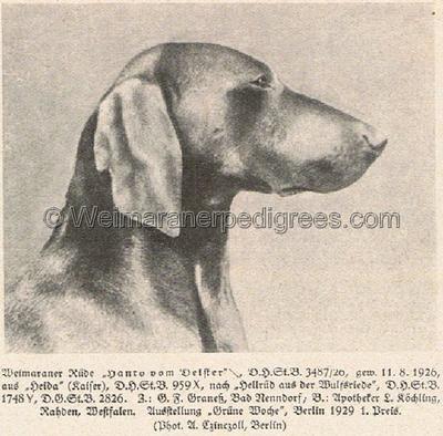 Image of Hanko vom Deister