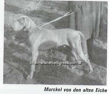 Image of Murkel von der Alten Eiche