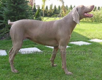 Brona z Haluzic
