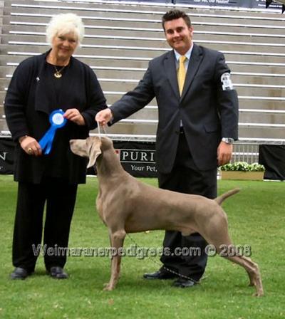 Image of Pewterun Greydove Blackmagic