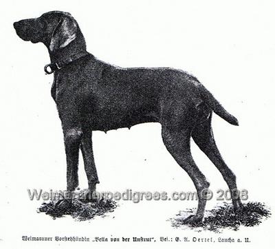 Image of Bella von der Unstrut