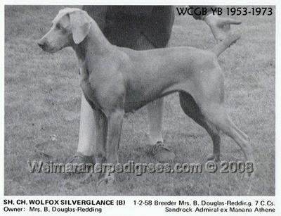Image of Wolfox Silverglance