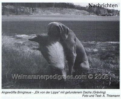 Image of Elk von der Lippe