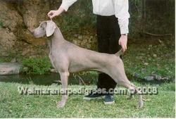 Image of Bromhund All Class (AI)