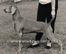 Image of Bromhund Chelsea