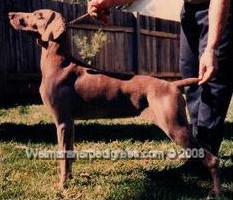 Image of Bromhund Fallon