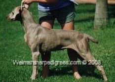 Image of Bromhund Fudge