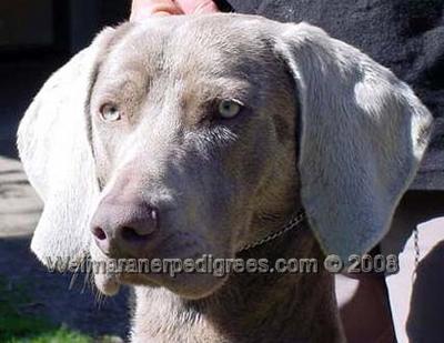 Image of Bromhund Lion King