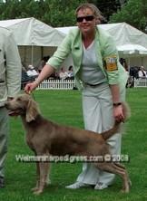 Image of Bromhund Tiffani Brushed