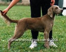 Image of Bromhund Yancee