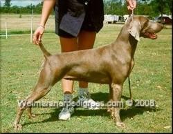 Image of Nerz Ali Zenobias