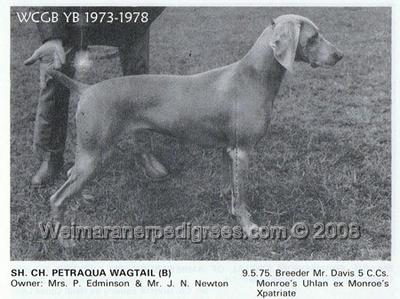 Image of Petraqua Wagtail
