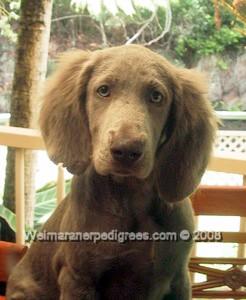 Image of Bromhund Keepsake