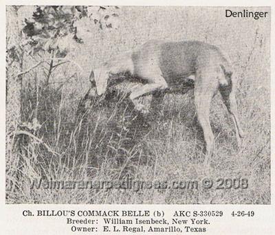 Image of Billou's Commack Belle