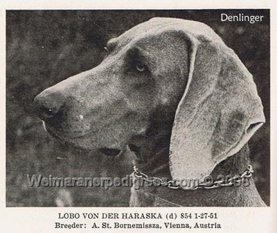 Image of Lobo von der Haraska