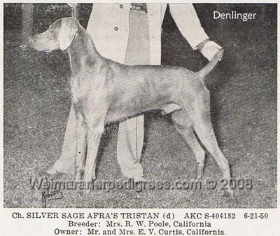 Image of Silver Sage Afra's Tristan