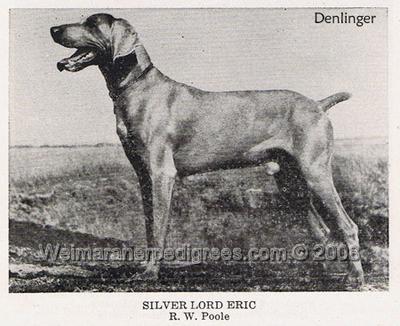 Image of Silver Lord Eric (AKC S083654)