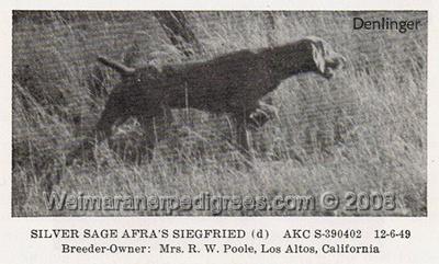 Image of Silver Sage Afra's Siegfried