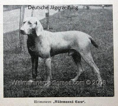 Image of Rudemann's Caro-Sternberg (Hachenhausen)