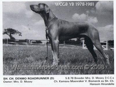 Image of Denmo Roadrunner