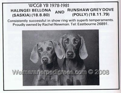 Image of Runshaw Grey Dove of Morganna