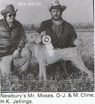 Image of Newbury's Mister Moses