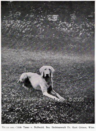 Image of Tasso von Nusswald